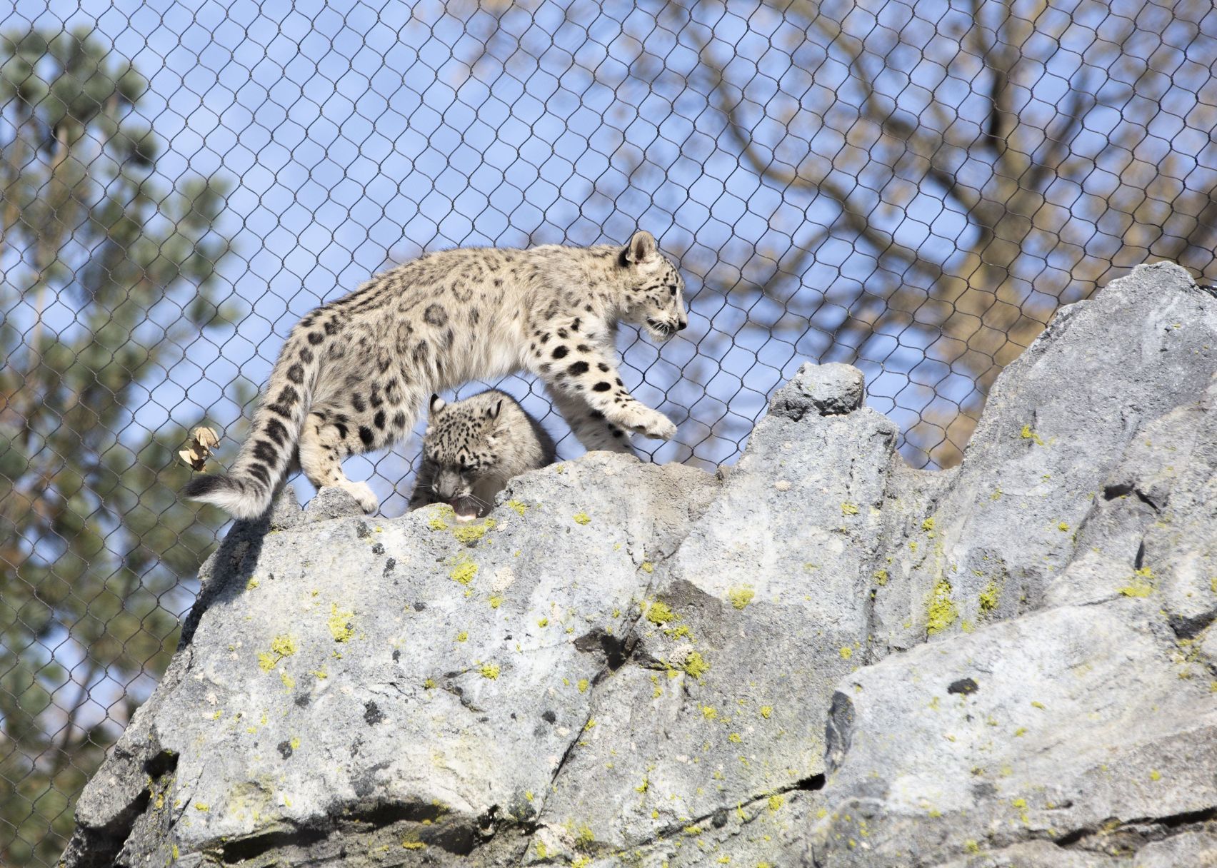 2K8A0547Leopard1